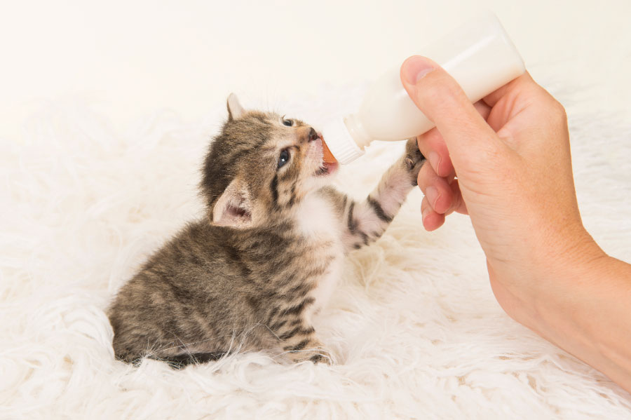 Foster parent bottle feeding a kitten