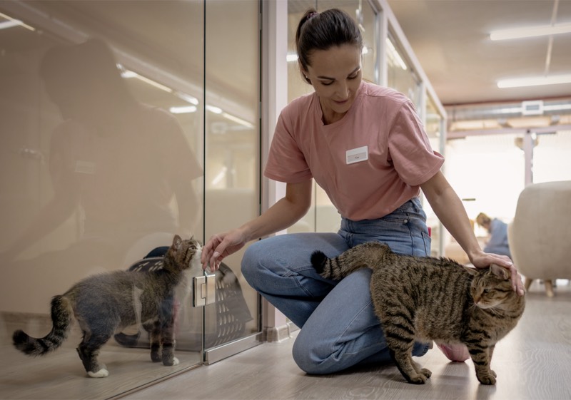 Cascade County Animal Services