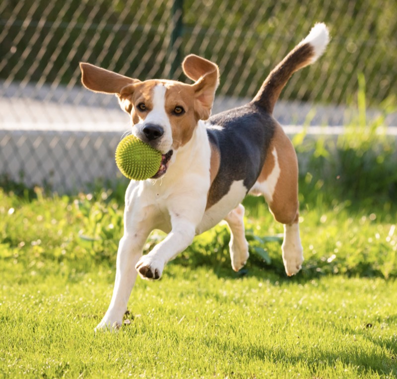 Cascade County Animal Services photo 5