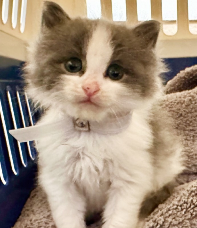 A sleeping foster kitten
