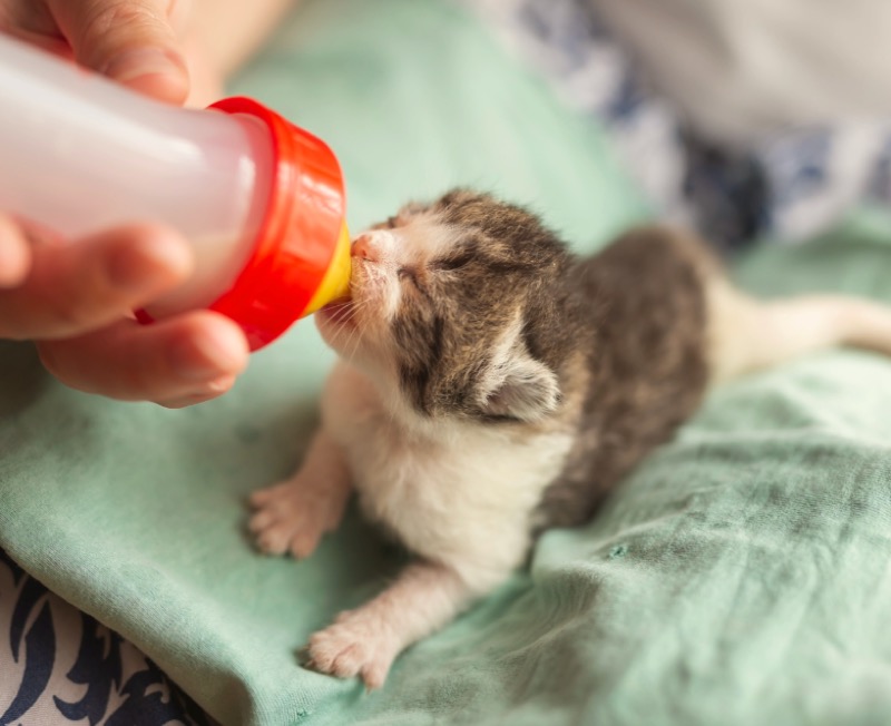 A foster volunteer bottle-feeding a tiny kitten