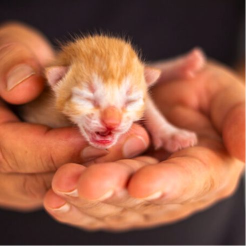 Willow, a neonate kitten