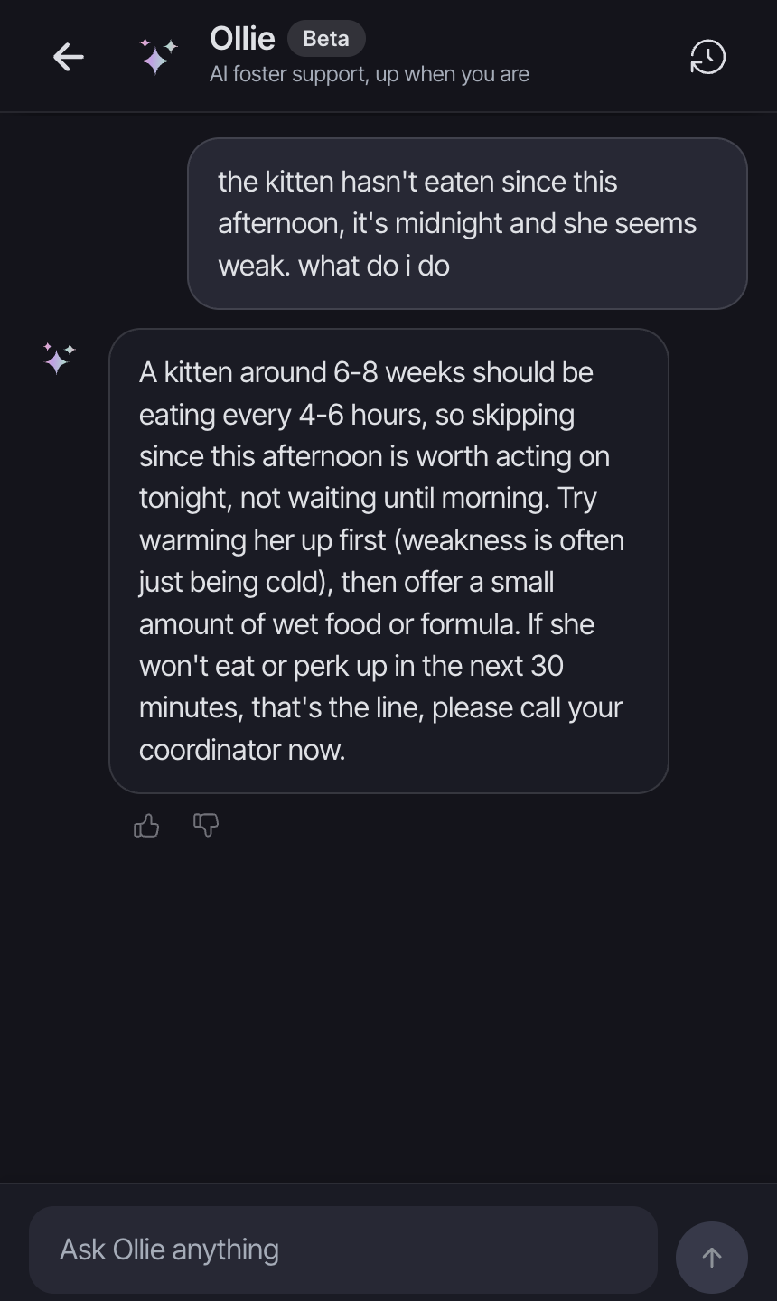 Ollie AI chat answering a foster's late-night question about a kitten who won't eat